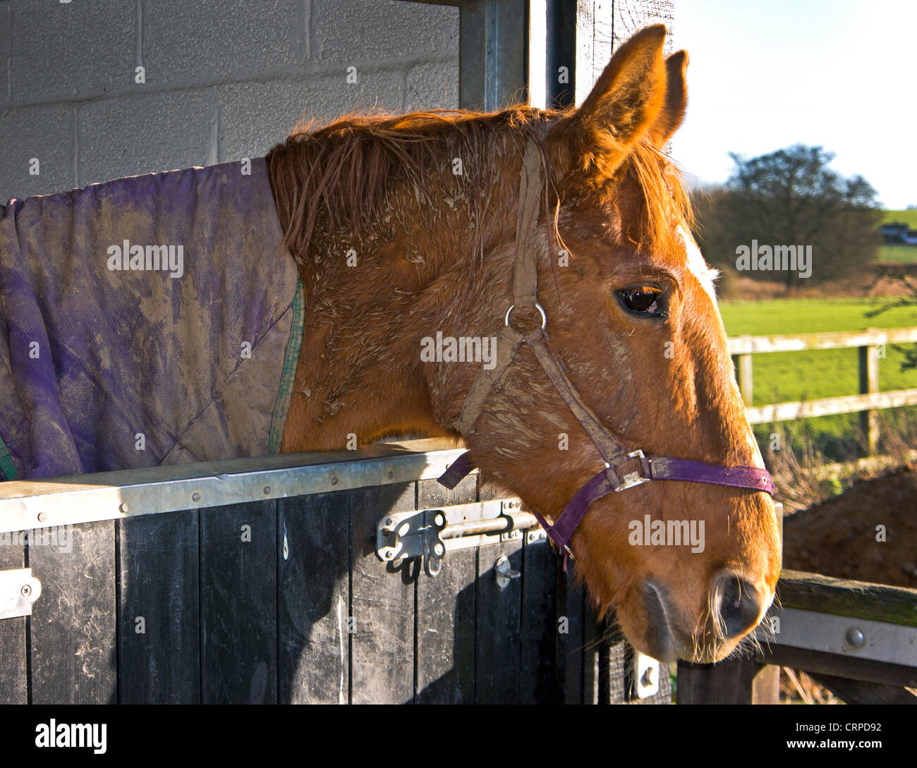 Cavallo che si affacciava su una porta stabile. Foto Stock