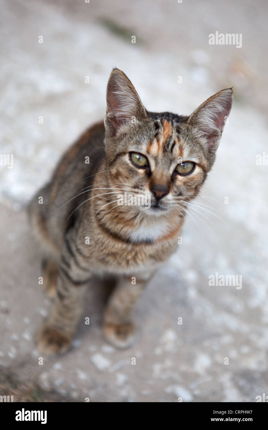 Carino gatti randagi in Grecia Foto Stock