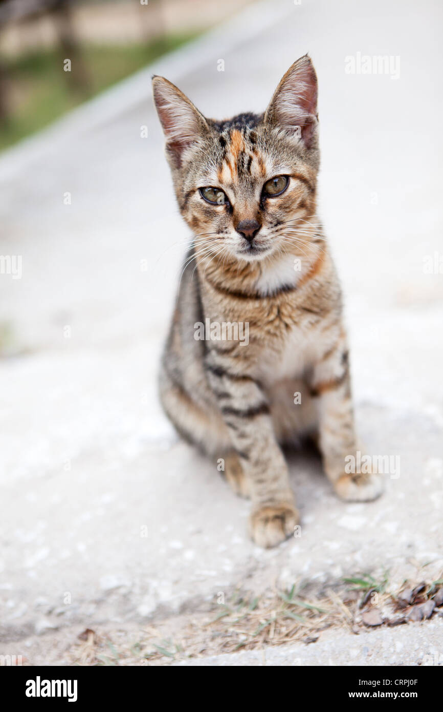 Carino gatti randagi in Grecia Foto Stock