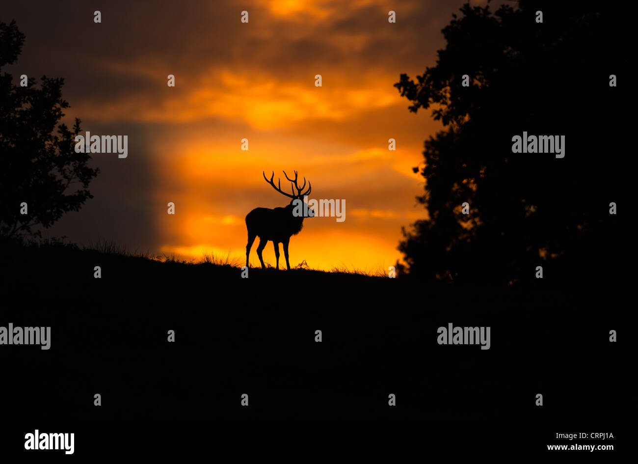 Silhouette di un cervo (Cervus elaphus) al tramonto in Glenfield Lodge Country Park, Leicestershires più grande e più visitato il paese P Foto Stock