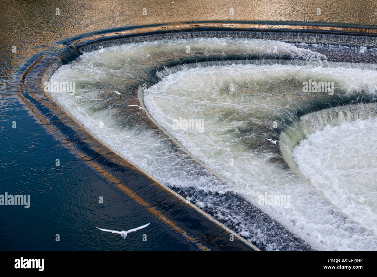 I gabbiani sorvolano la diga sul fiume Avon a Bath. Foto Stock