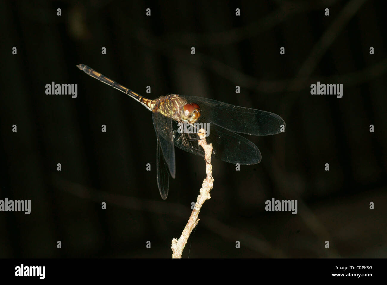 Libellula Foto Stock