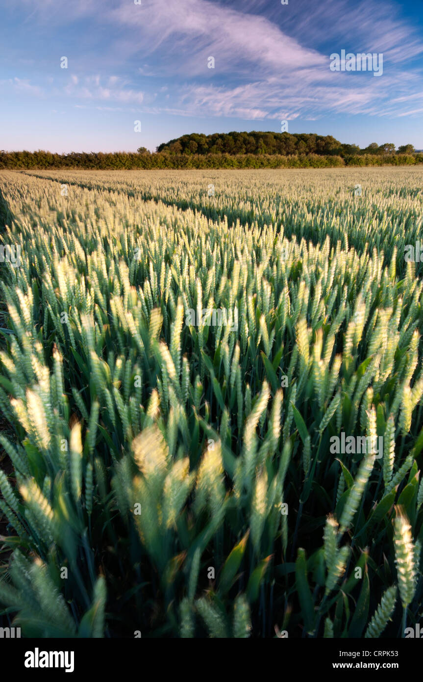 Il raccolto di grano in crescita in campi in estate. Foto Stock