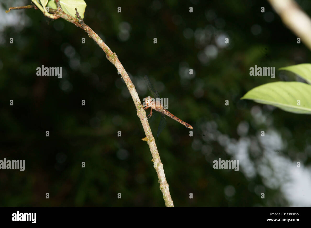 Libellula Foto Stock