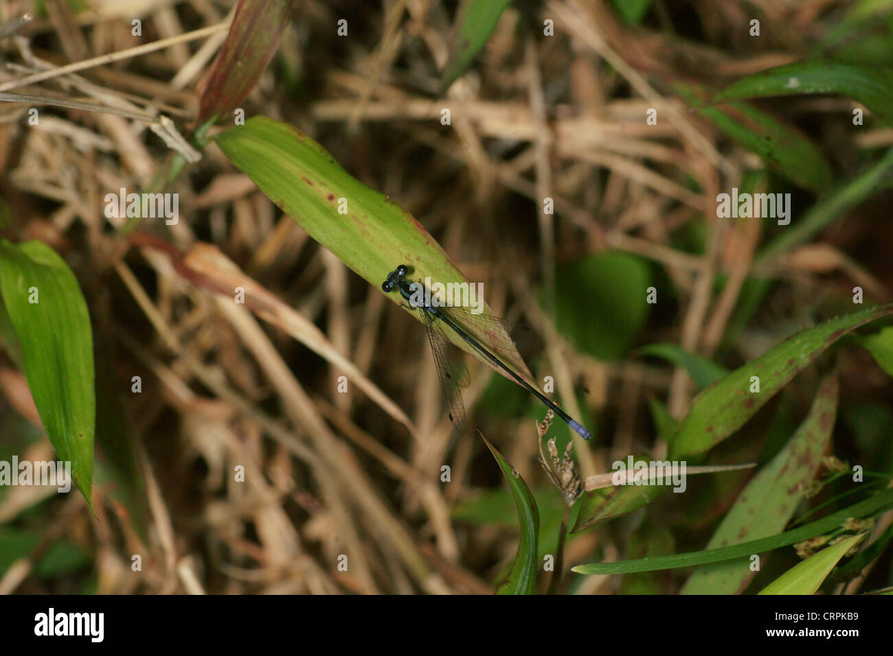 Damselfly nero a strisce blu Foto Stock