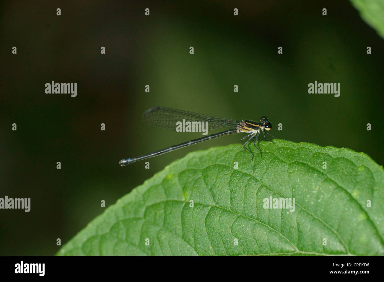 Damselfly marrone nero corpo bande blu occhi marroni Foto Stock