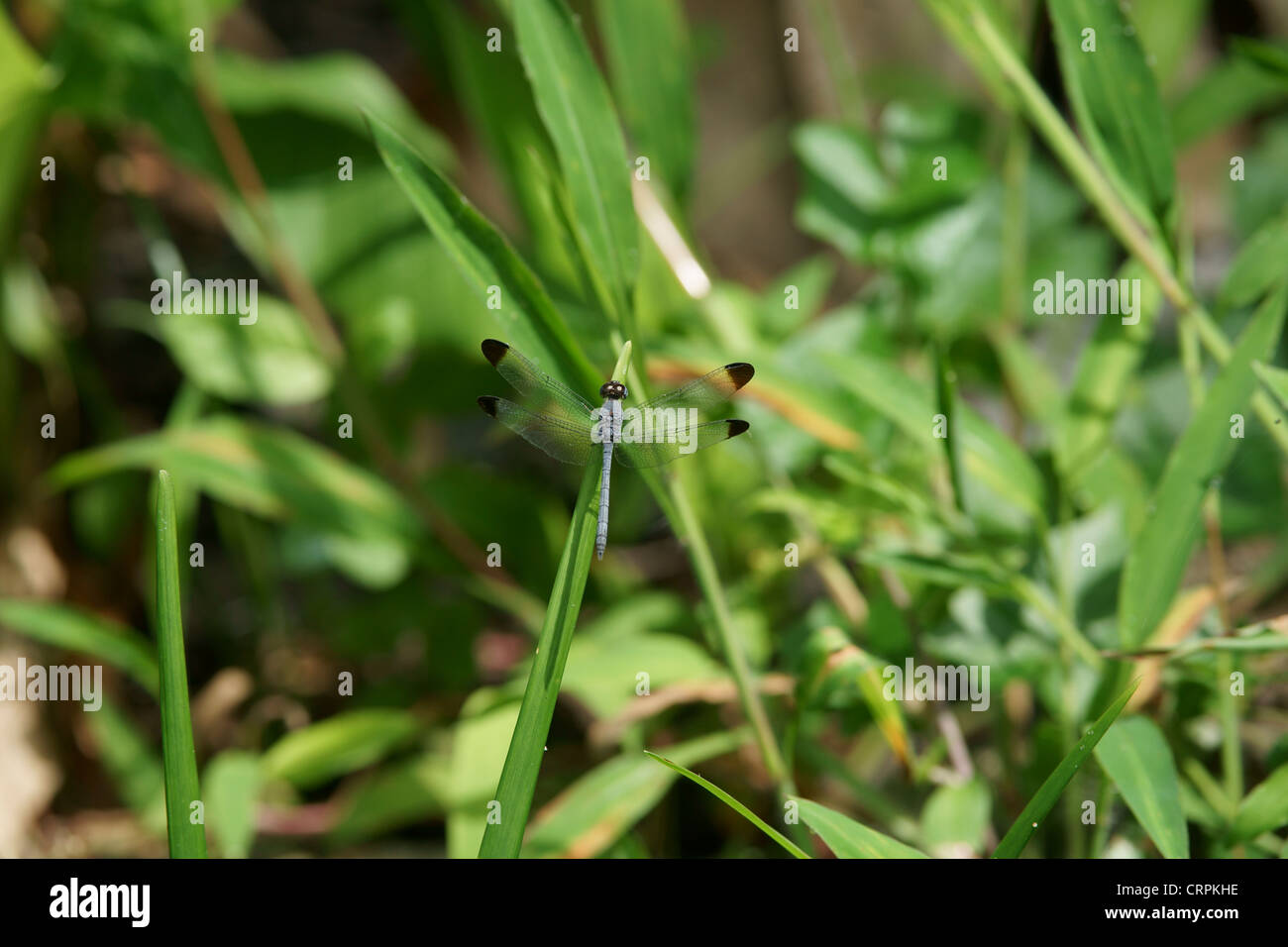 Libellula blu parafango nero suggerimenti Foto Stock