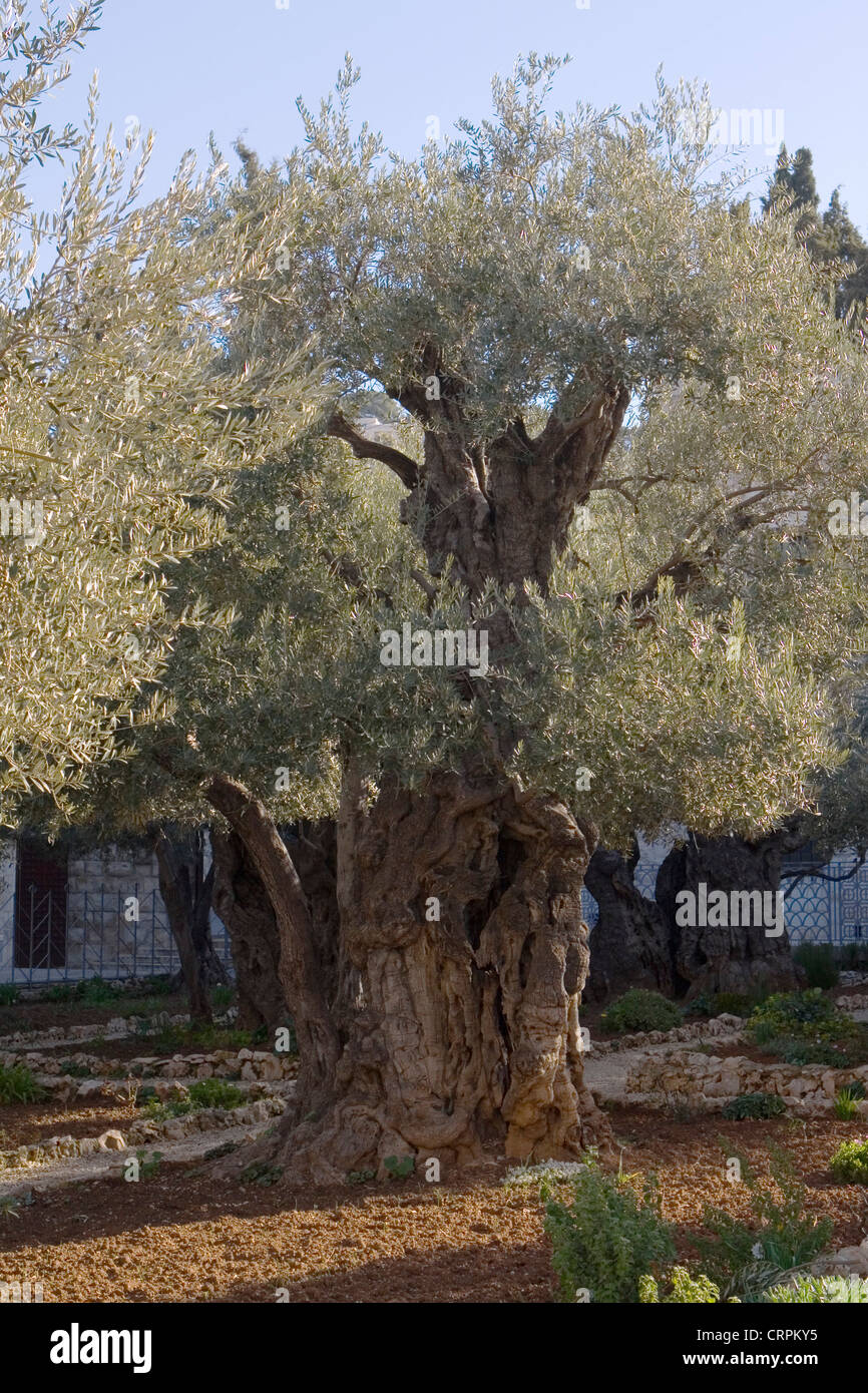 Alberi di ulivo nel giardino del Getsemani al di fuori della città vecchia di pareti orientali