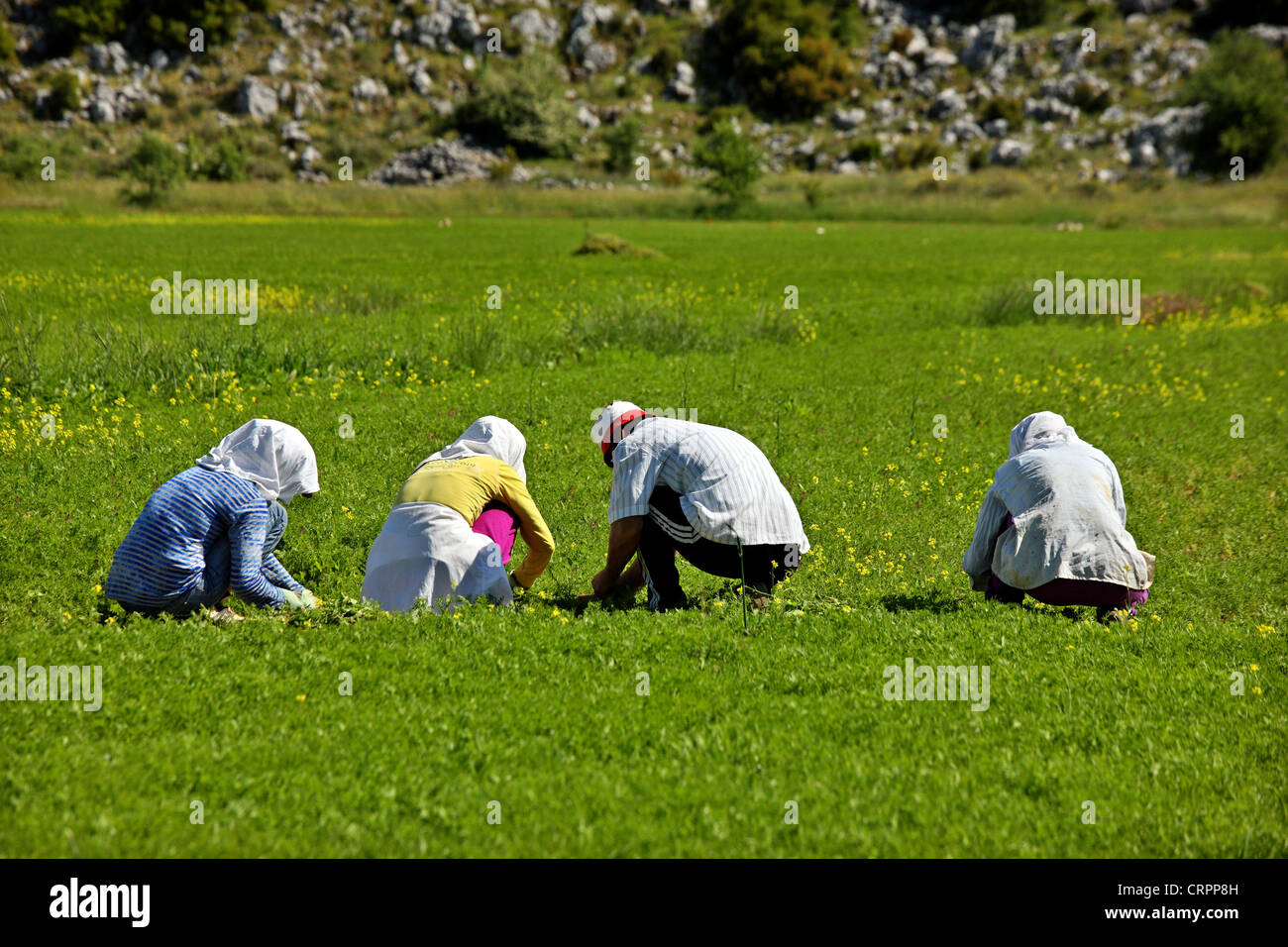 Le persone che lavorano nei campi di lenticchie a Vouni plateau sopra Englouvi village, Lefkada (o 'Lefkas') isola, mare Ionio, Grecia Foto Stock