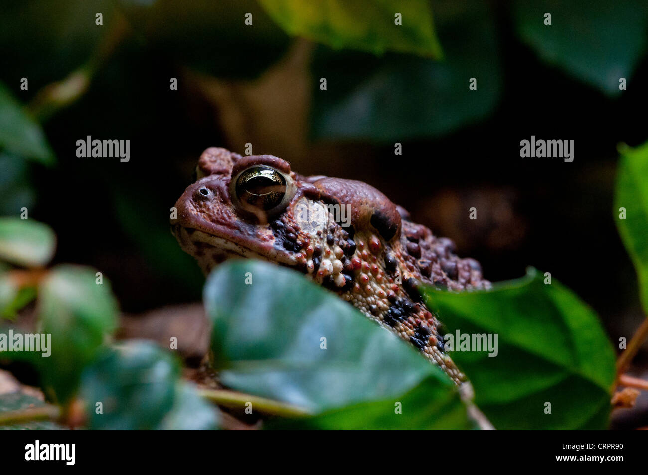 Un Rospo americano. Foto Stock