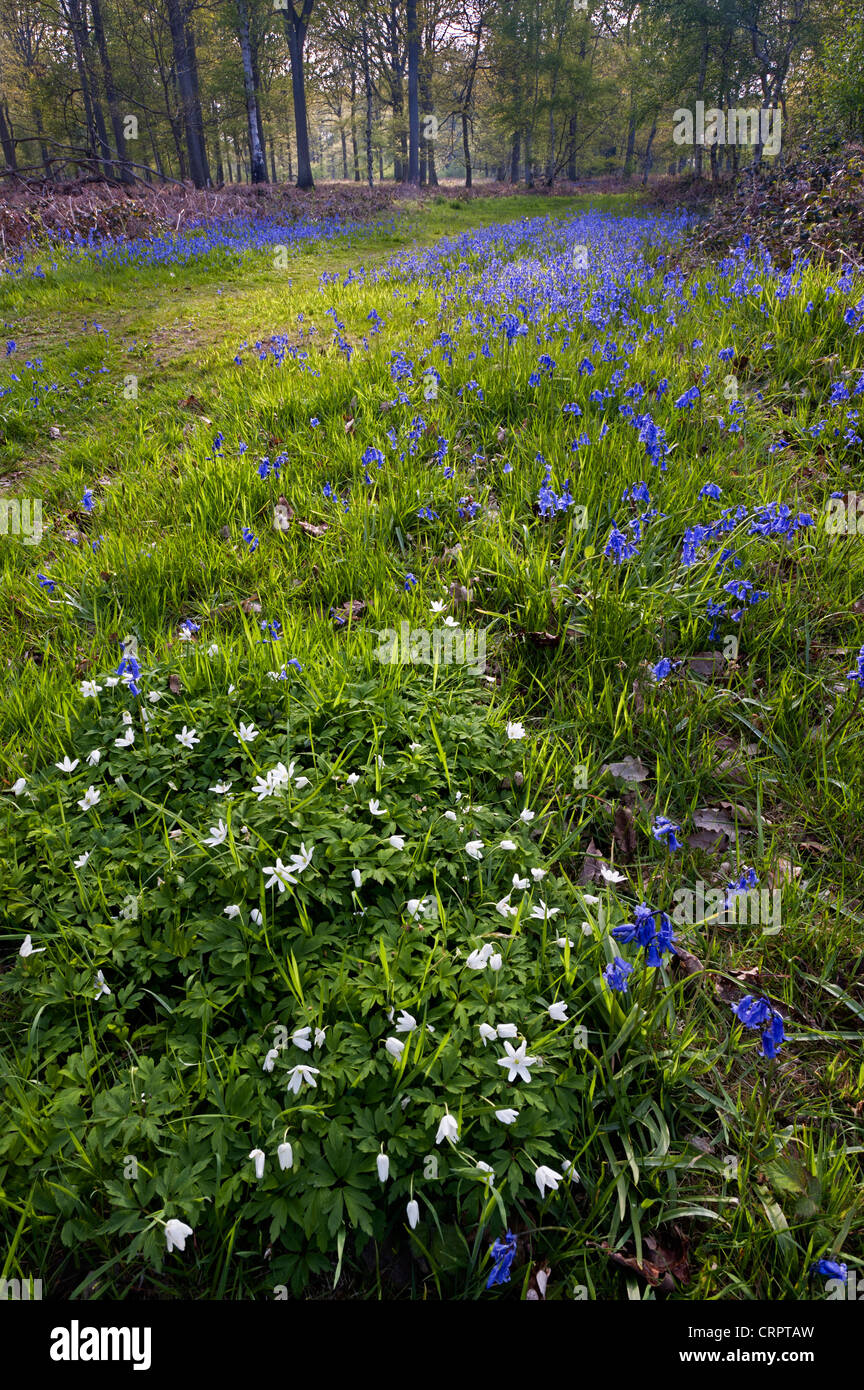 Bluebells e legno di anemoni a Wyre Forest Riserva Naturale Nazionale Worcestershire Foto Stock