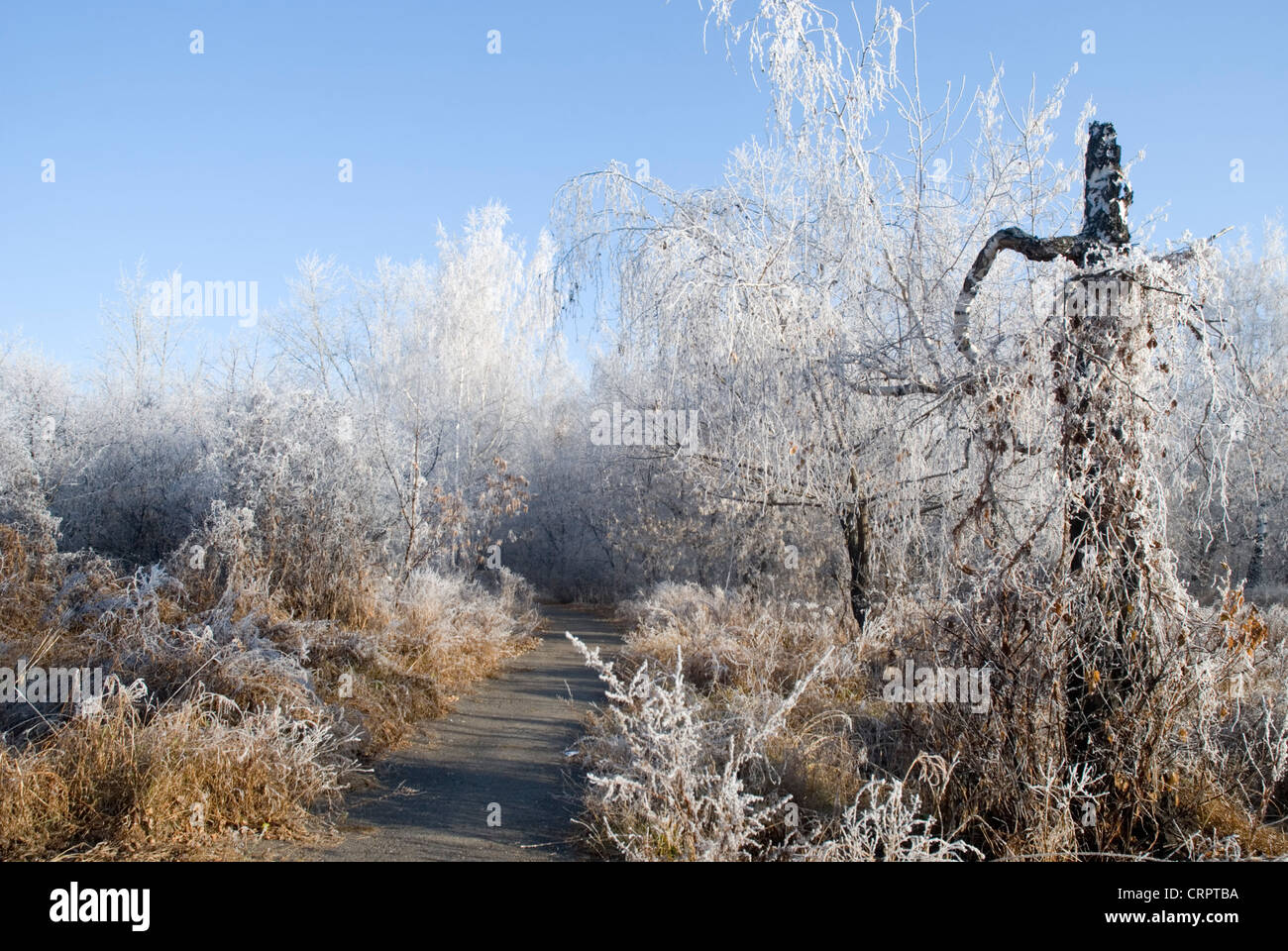 Gli alberi in una brina inverno nel mattino, Nord del Kazakistan Foto Stock