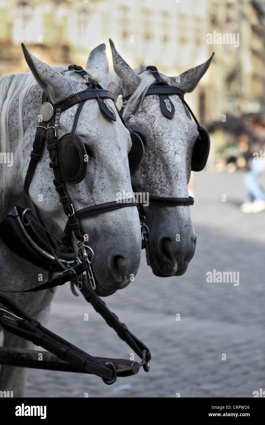 Due cavalli bianchi team traina un carrello Foto Stock