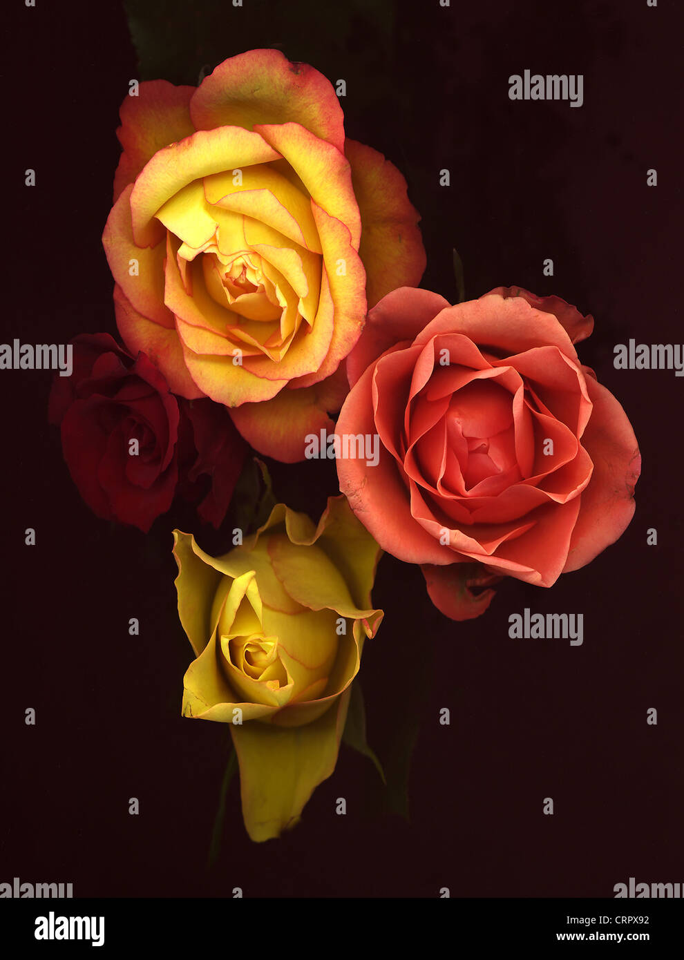 Rose Foto Stock
