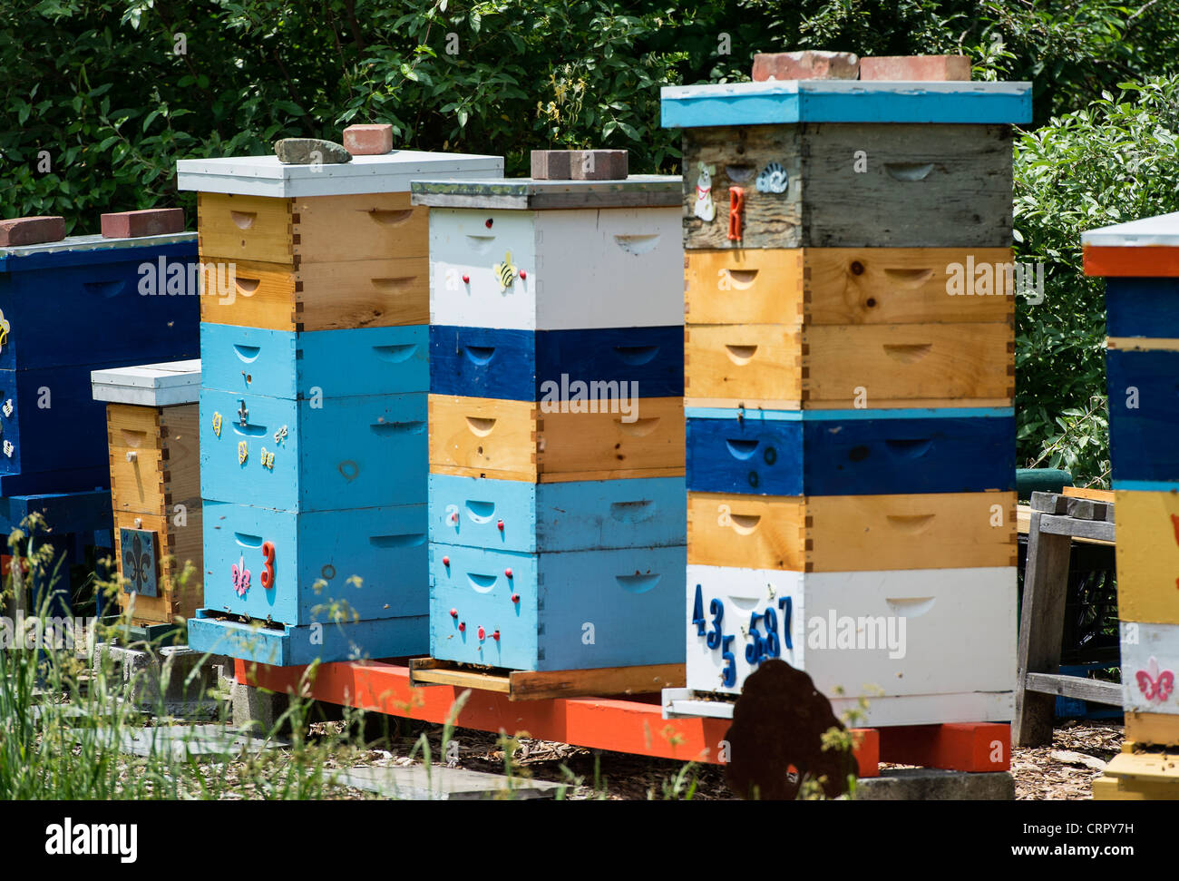 Bee hive apiario. Foto Stock