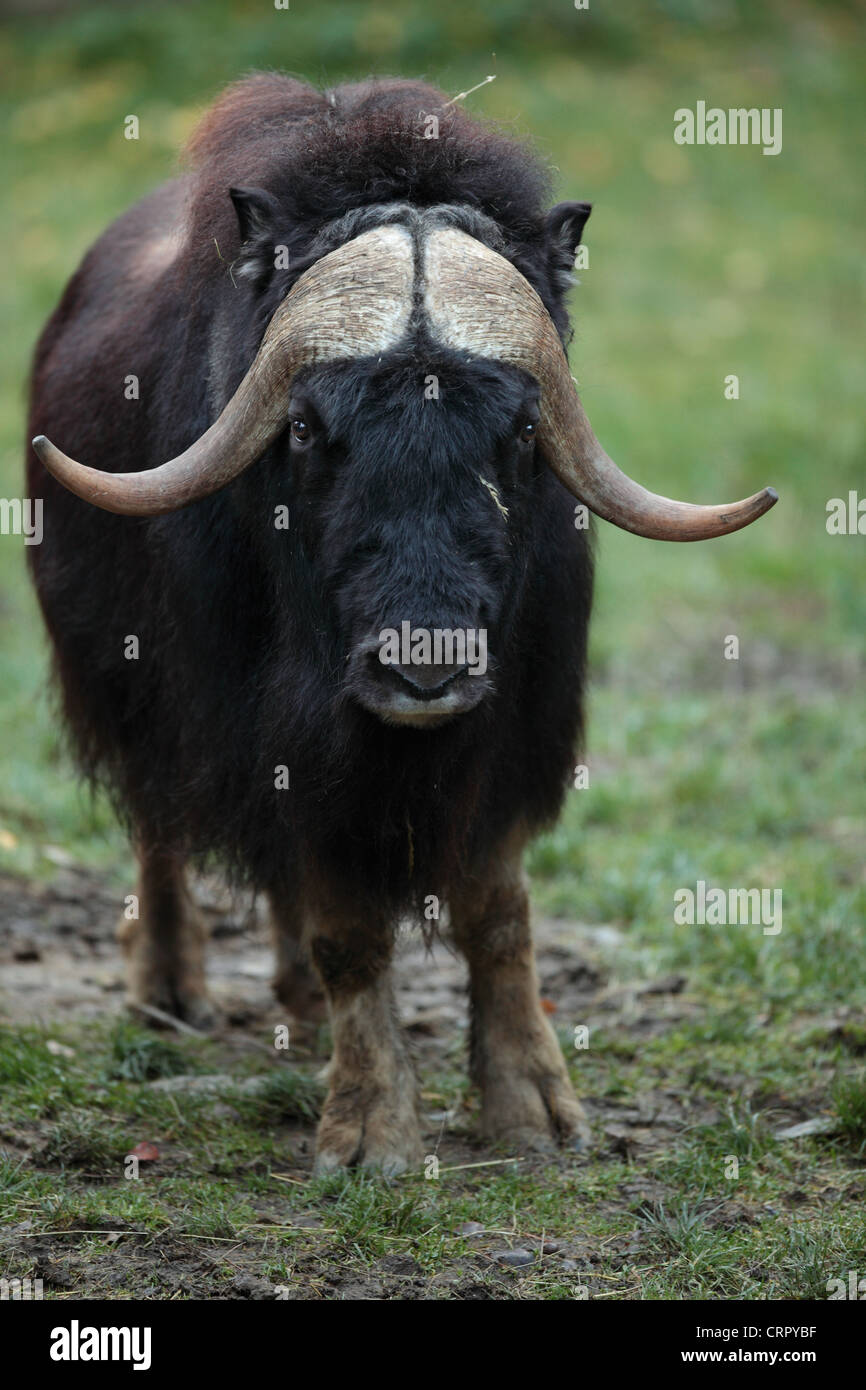 Musk ox (Ovibos moschatus) Foto Stock