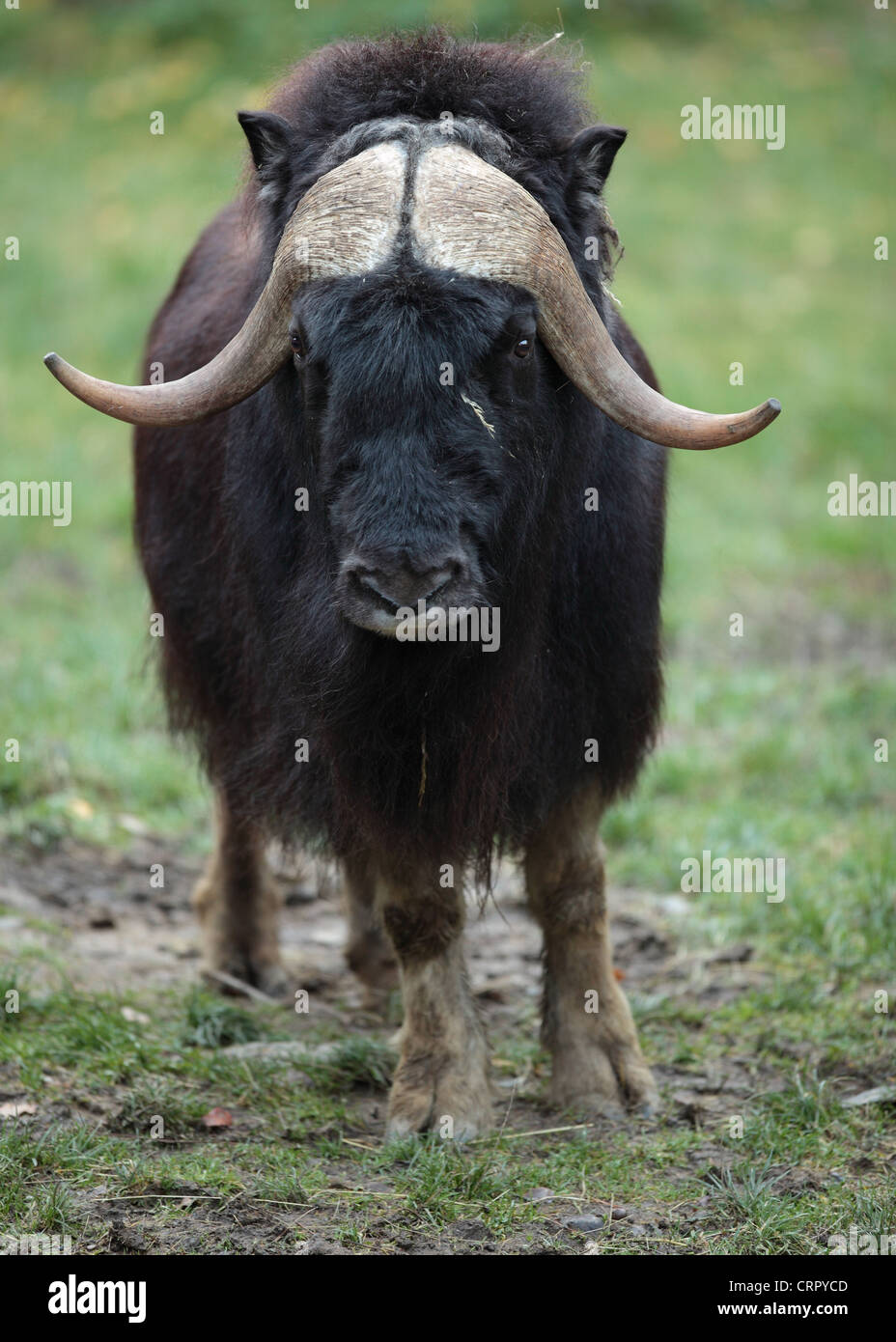 Musk ox (Ovibos moschatus) Foto Stock