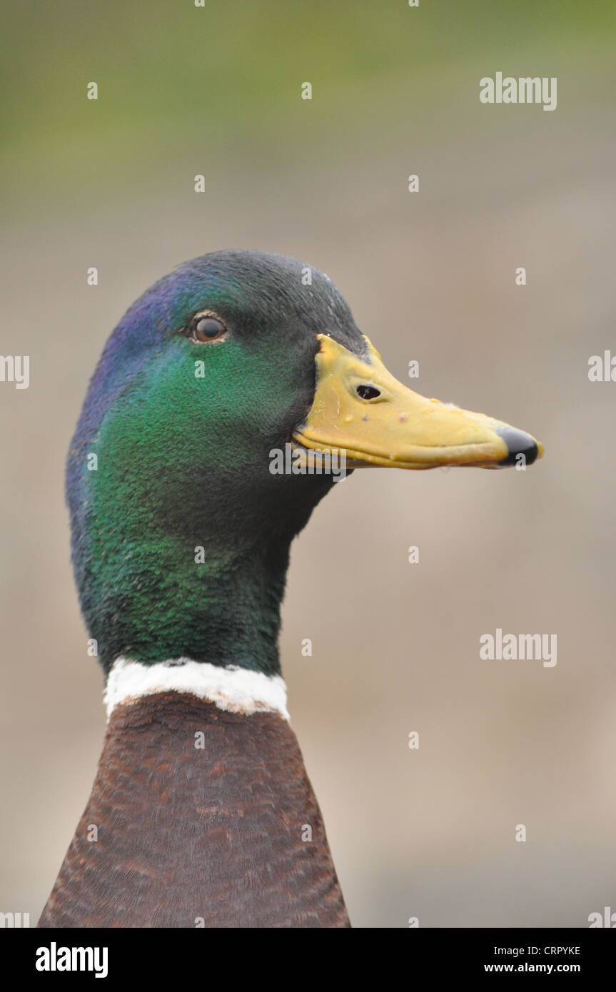 Maschio di Mallard duck, Anas platyrhynchos Foto Stock