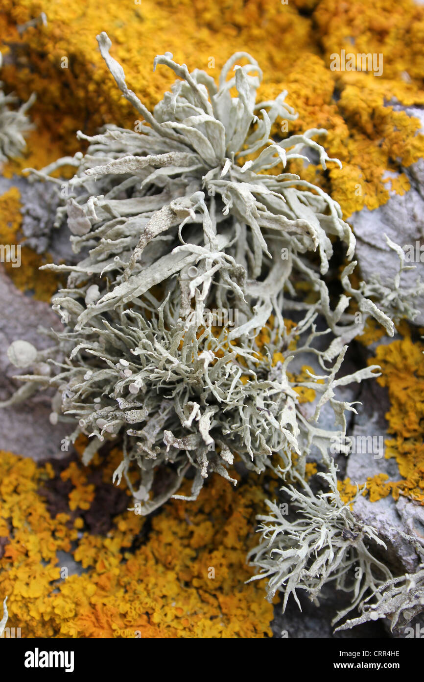 Grigio mare color avorio Lichen Ramalina siliquosa Set contro il giallo Xanthoria parietina Foto Stock