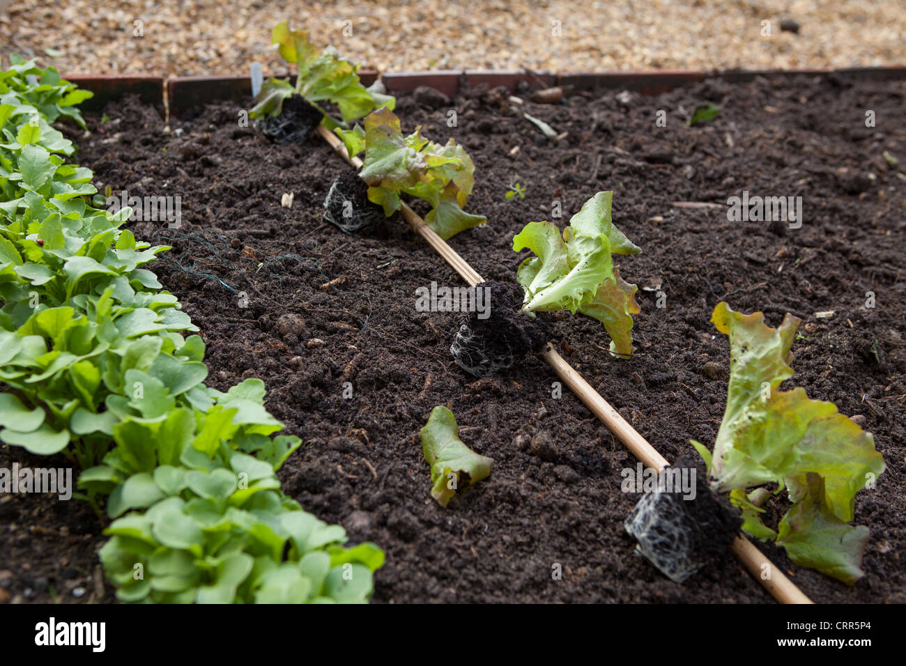 Piantare i tappi di lattuga nel terreno in righe nel riparto e giardino cottage. Foto Stock