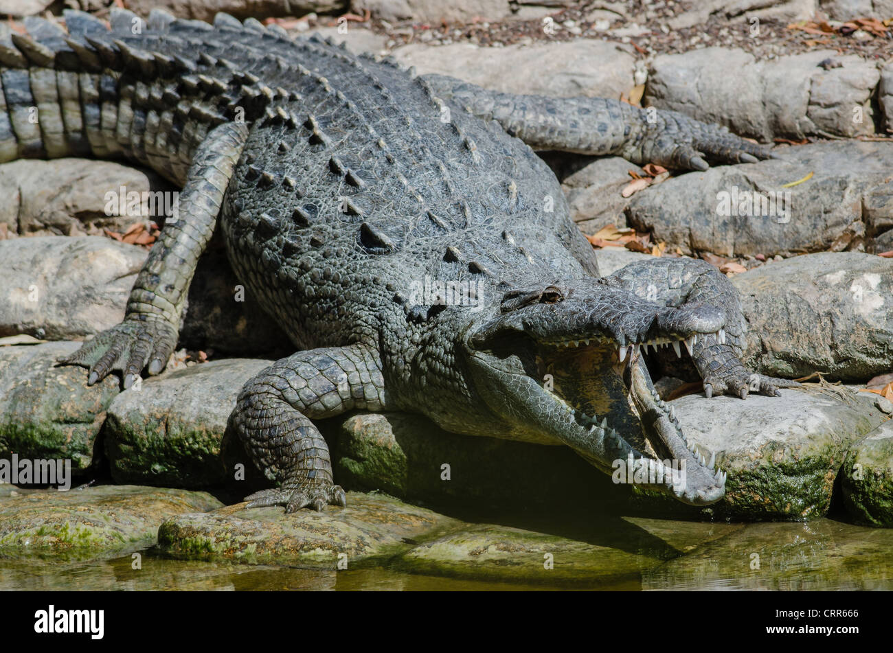 Un coccodrillo americano suns nella soleggiata Florida del sud presso la Flamingo Marina feroce con denti che mostra dall'enorme apertura ganasce. Foto Stock