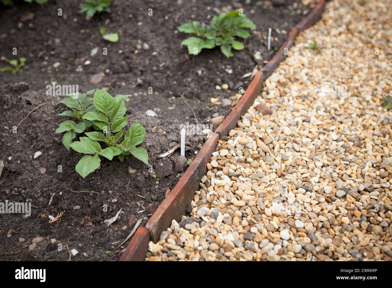 La coltivazione di patate nel giardino cottage su letti sollevata Foto Stock
