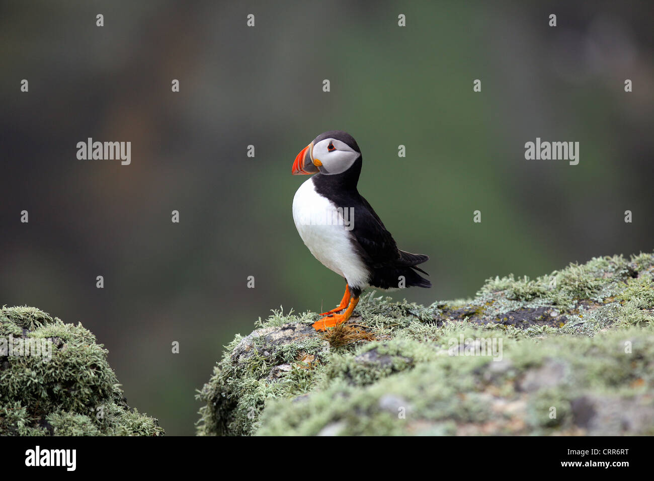 Puffin sull isola Skomer Foto Stock