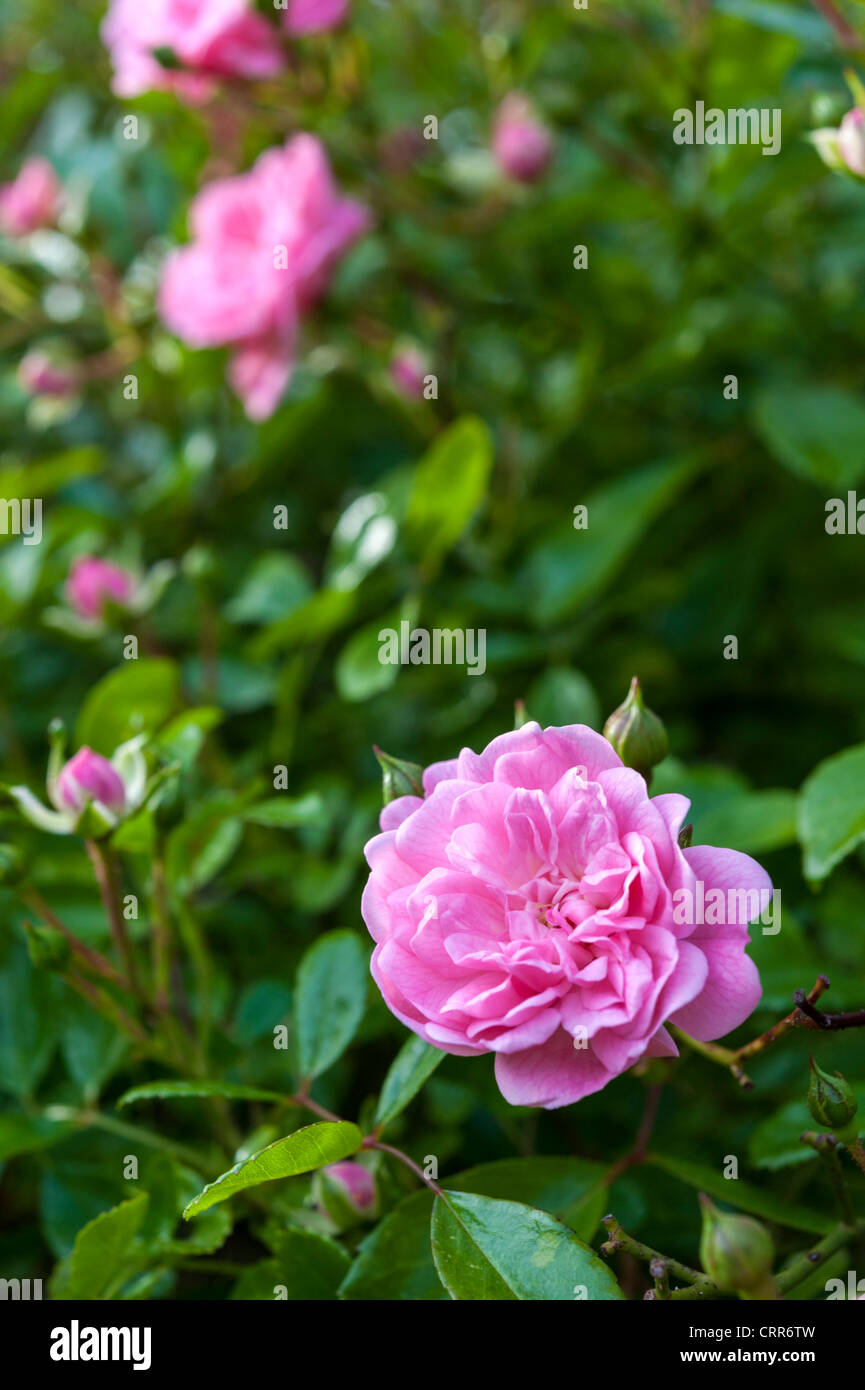 La Fata rosaio con fiore rosa close up Foto Stock