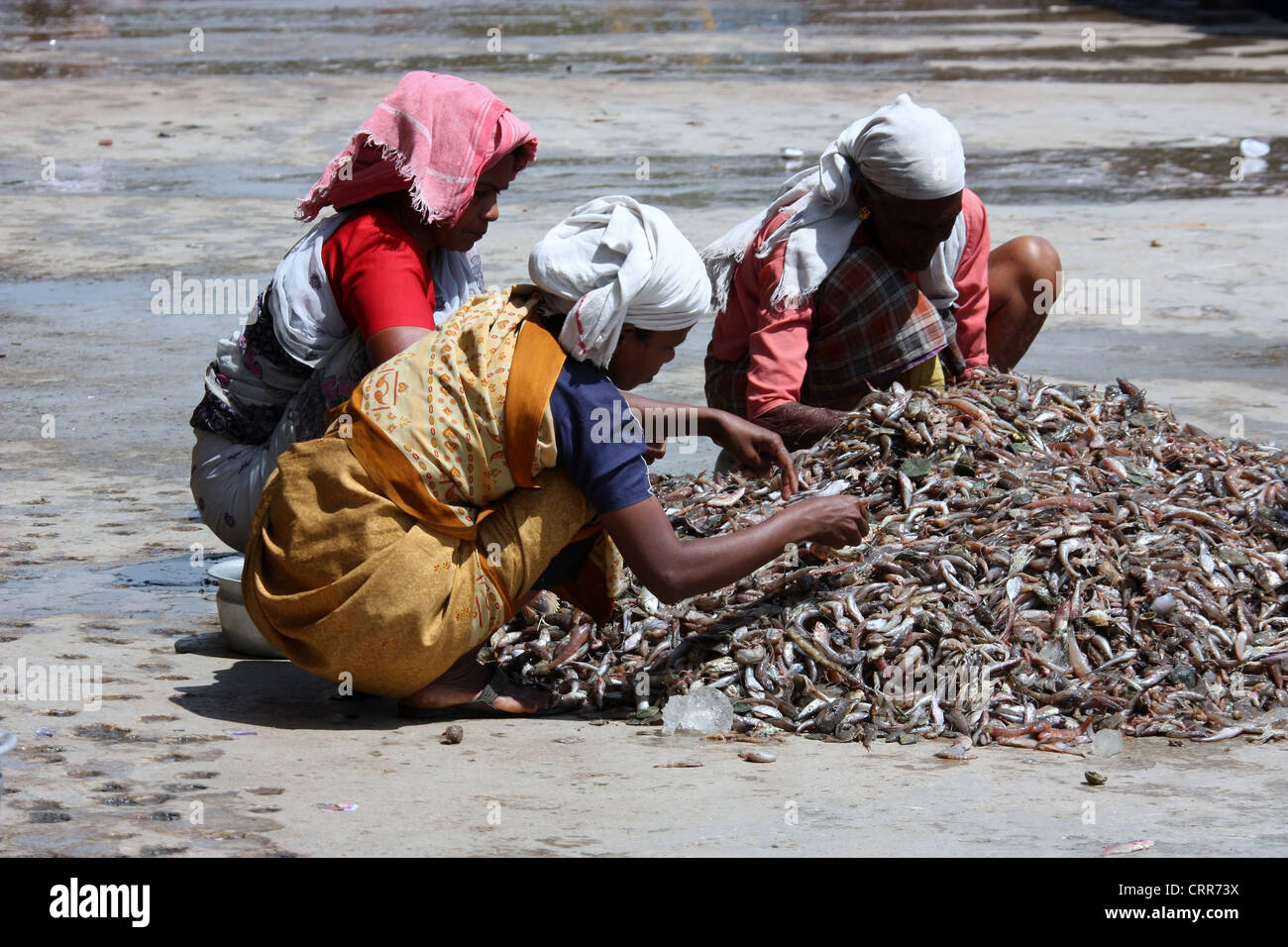 Cochin Mercato del Pesce in Kerala Foto Stock