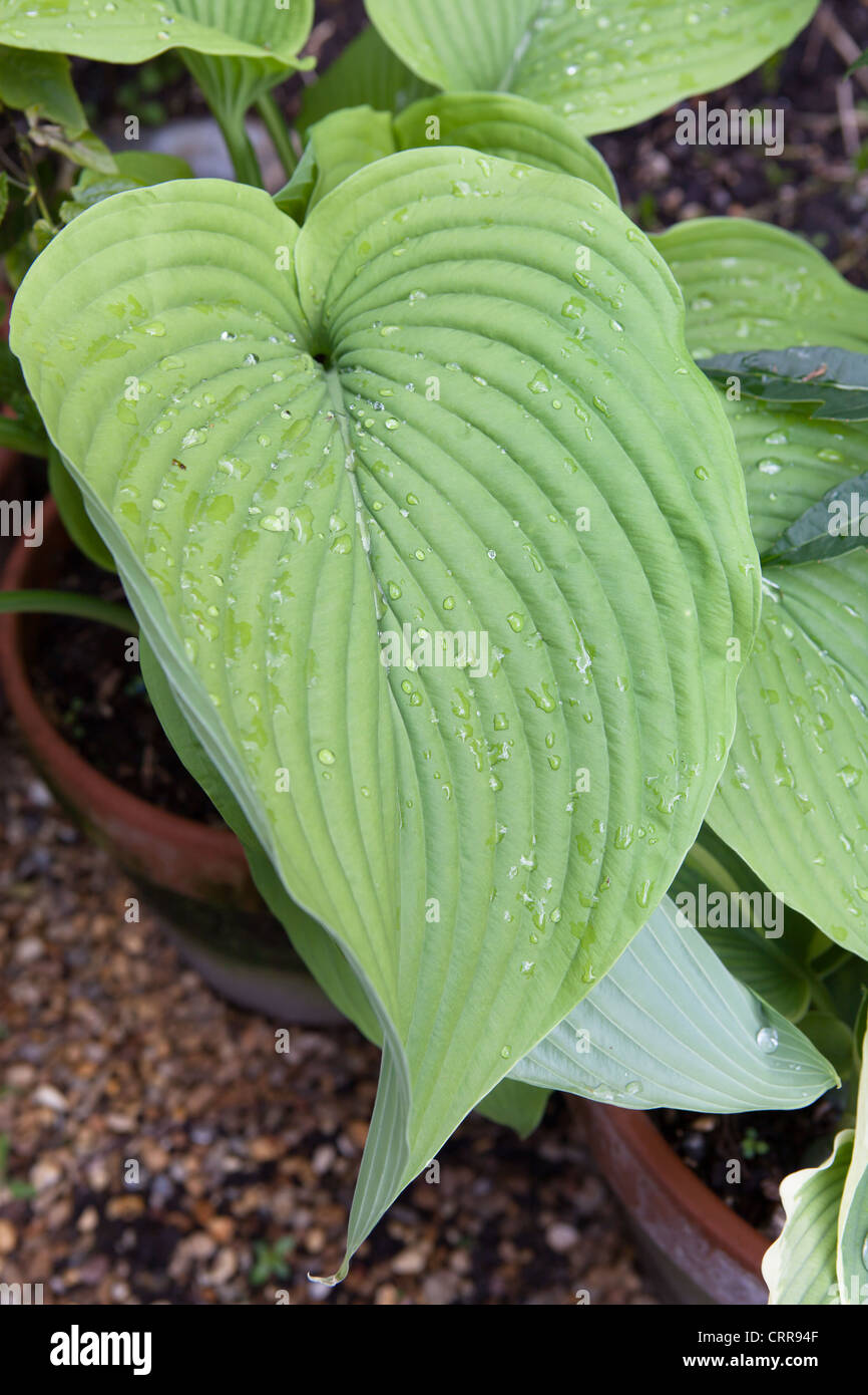 Piantaggine lily Hosta Big Daddy sieboldiana (ibrido). Foto Stock