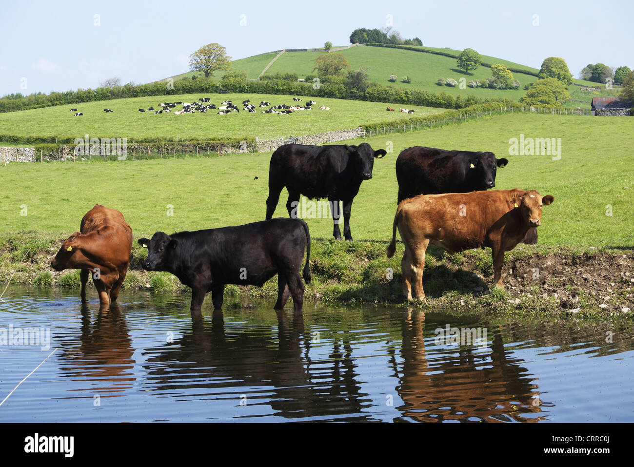 Un sentito parlare di vacche stand nel e dal fiume prendendo un drink. Su un caldo pomeriggio. Foto Stock