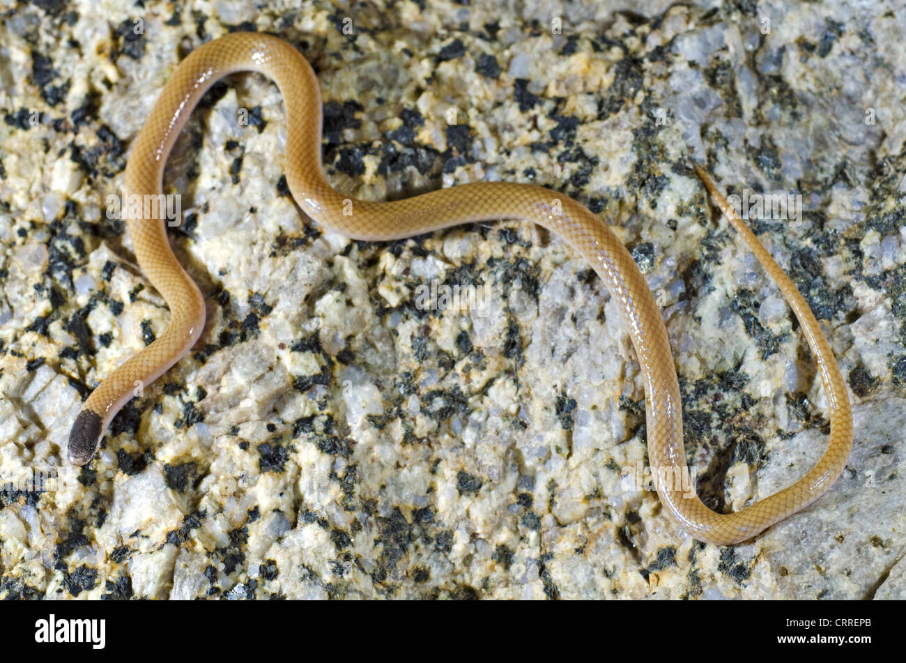 Le pianure a testa nera, Snake (Tantilla nigriceps), Socorro county, Nuovo Messico, Stati Uniti d'America. Foto Stock