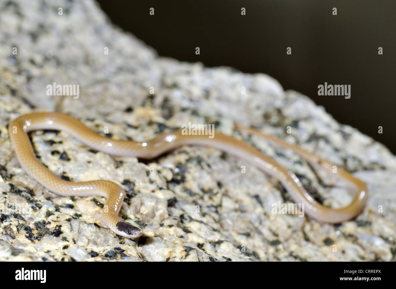 Le pianure a testa nera, Snake (Tantilla nigriceps), Socorro county, Nuovo Messico, Stati Uniti d'America. Foto Stock