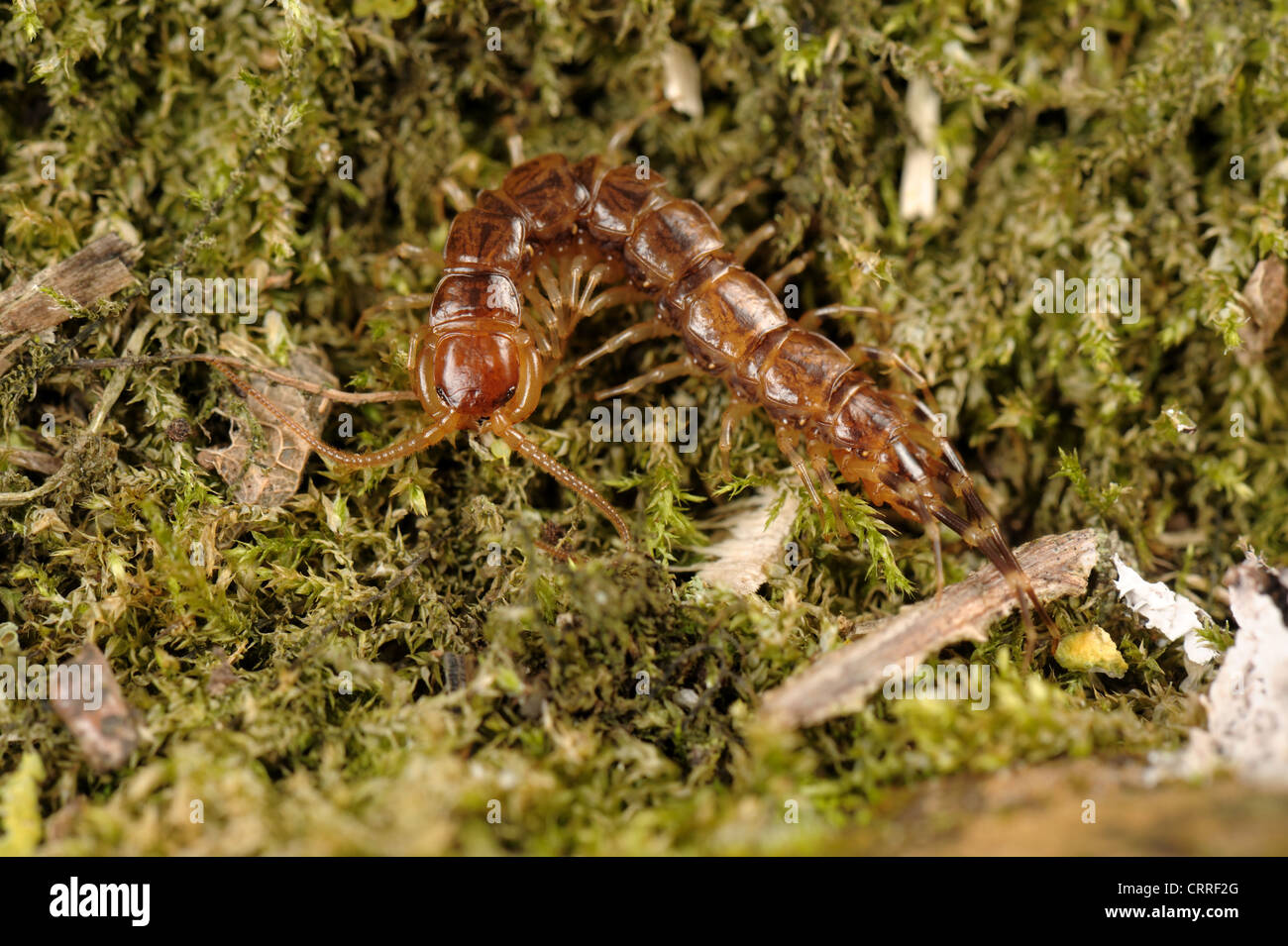 Un centipede Lithobius forficatus adulto Foto Stock