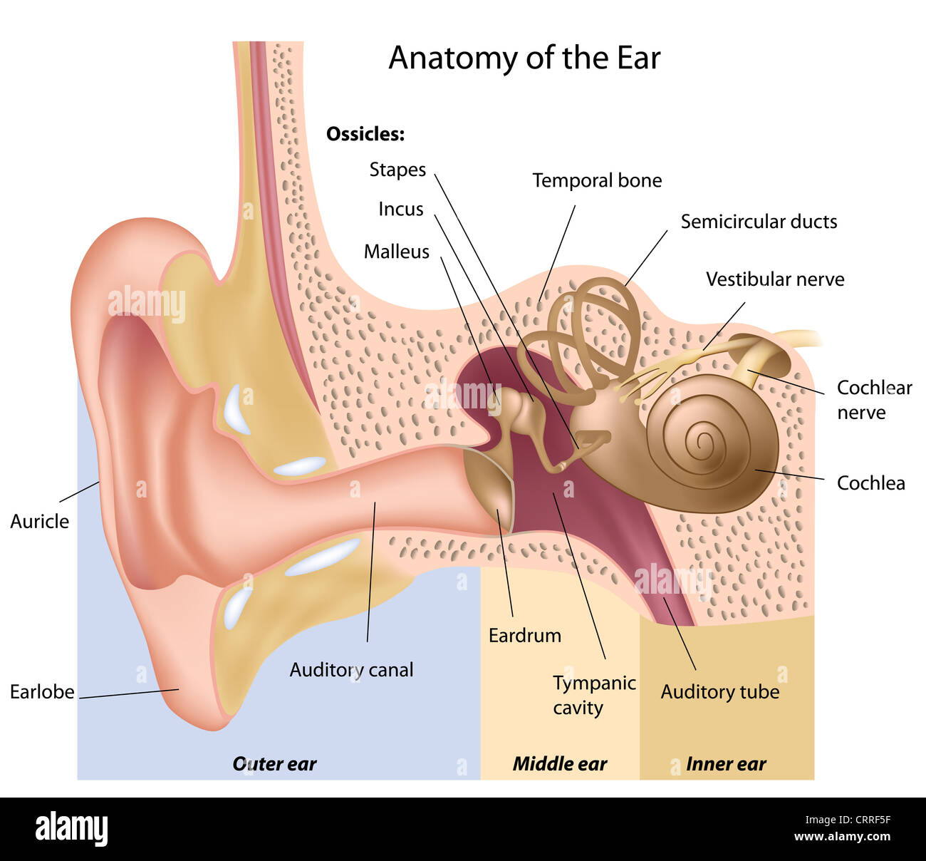 Orecchio umano anatomia Foto Stock