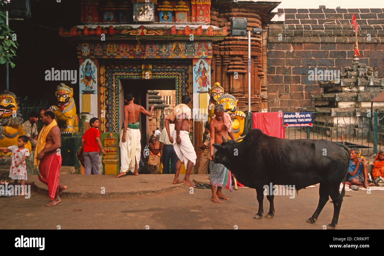 India Orissa, Bhubaneshwar, lingaraj mandir, tempio indù, Foto Stock