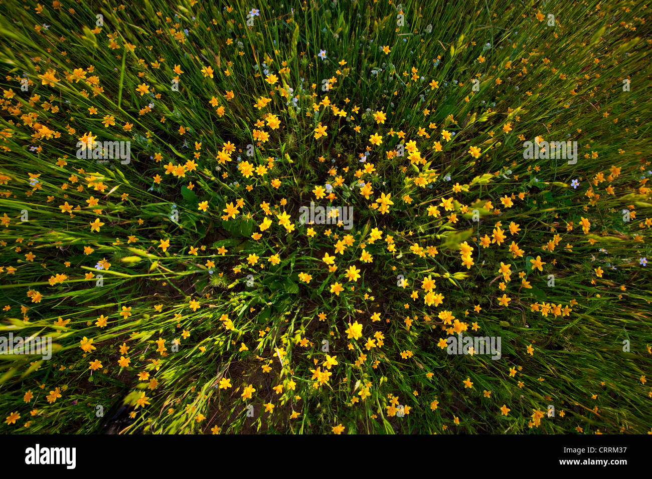 Una raggiera di fiori selvatici in Calero County Park, California Foto Stock