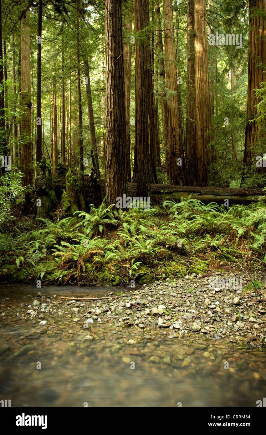 Redwood glen nel Muir Woods, California Foto Stock