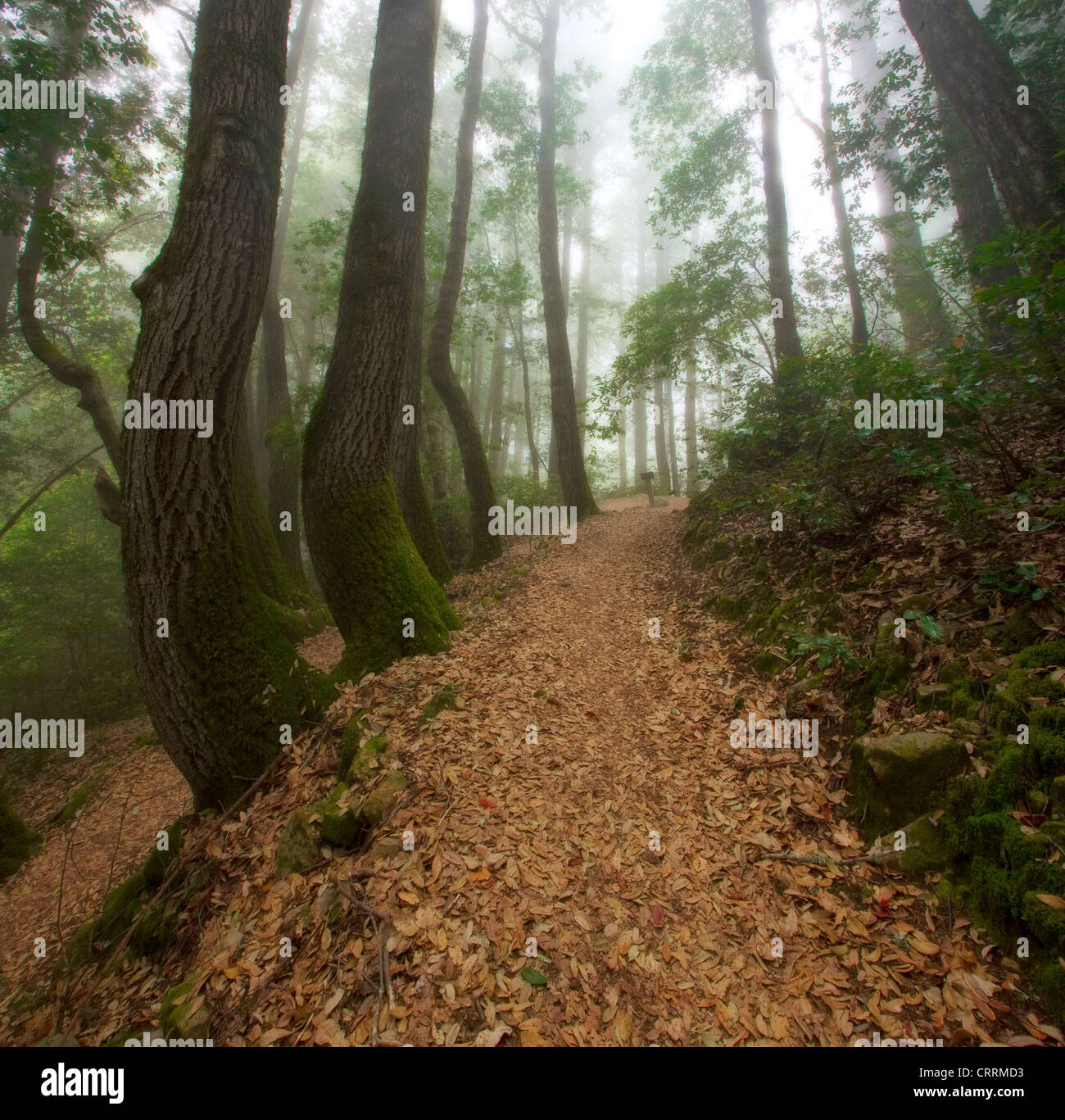 Escursioni nella bellissima California redwood forest. Situato in El Corte de Madera spazio aperto. Foto Stock