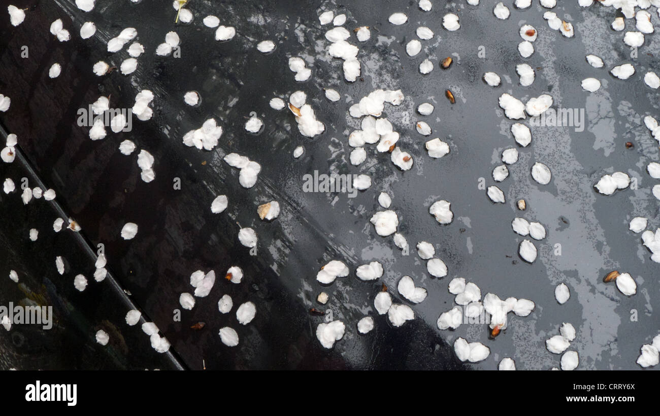 Primo piano di petali di fiori sul bagnato nero vernice per auto Foto Stock