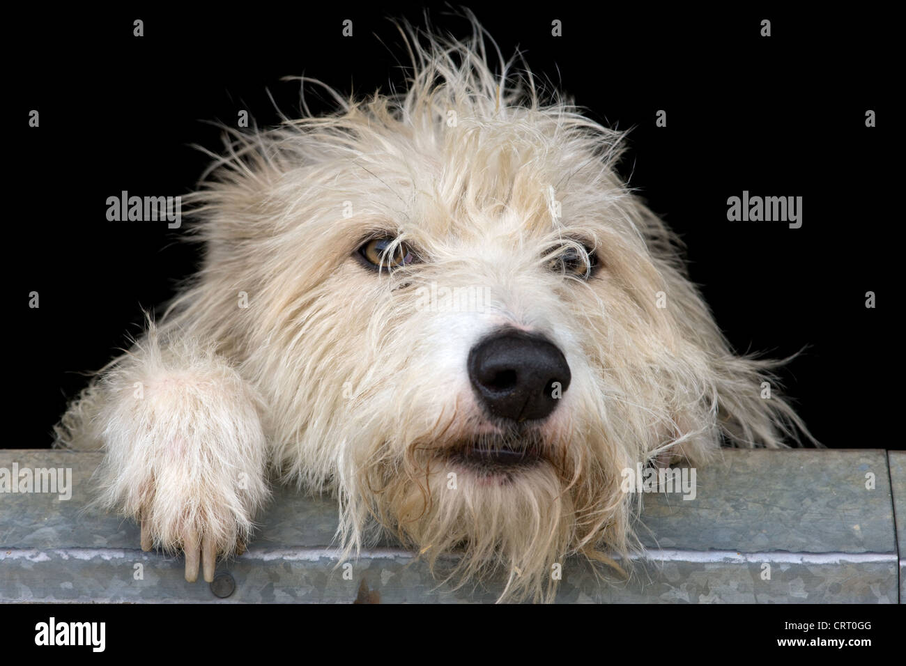 Scruffy Lurcher cane cerca su una porta stabile Foto Stock