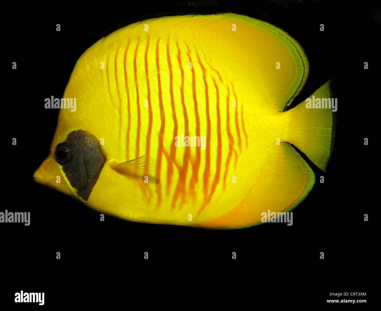 Butterflyfish mascherato (Chaetodon semilarvatus) Foto Stock