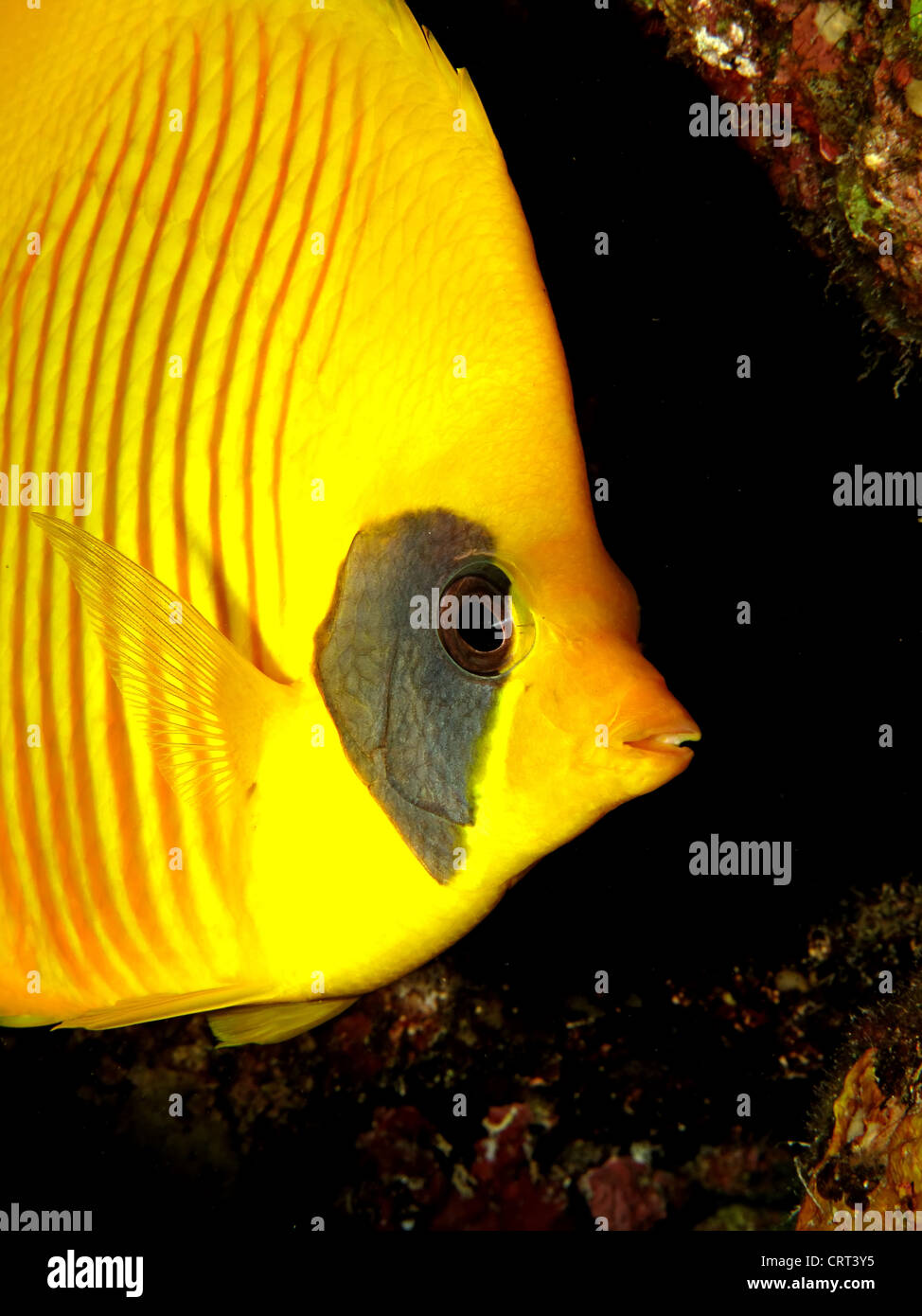 Butterflyfish mascherato (Chaetodon semilarvatus) Foto Stock