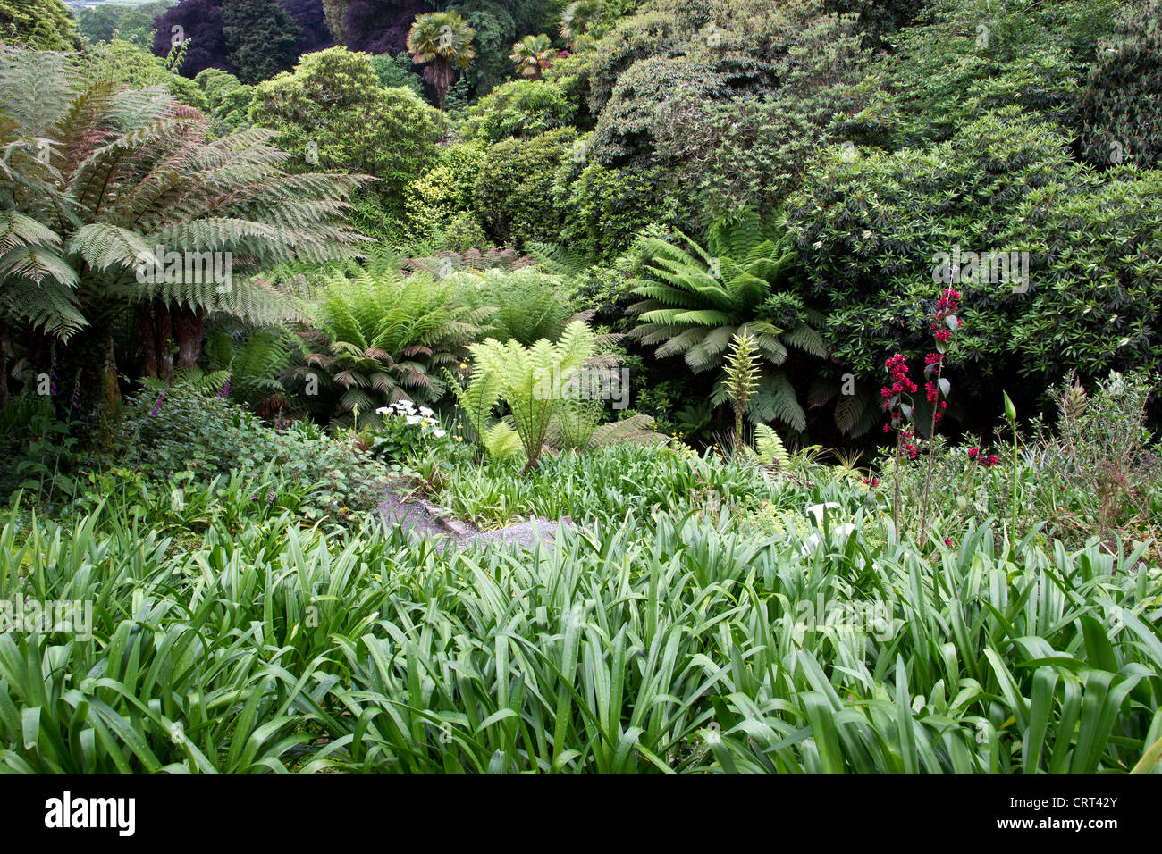 Trebah giardino, di un paradiso sub-tropicale con uno splendido scenario costiero. Uno dei grandi giardini di Cornwall Regno Unito. Foto Stock