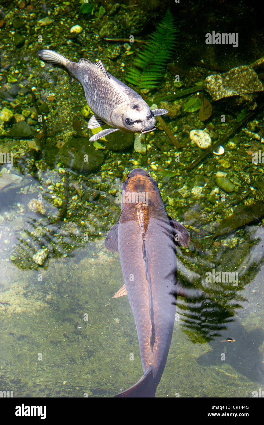 Grande carpa e pesce Koi Foto Stock