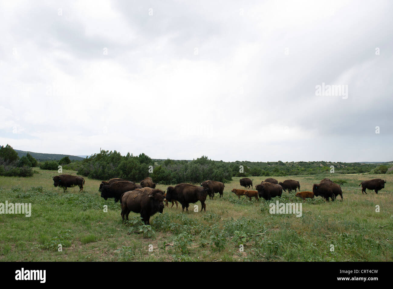 Buffalo trovato lungo la strada rurale nella zona nord-est di New Mexico Foto Stock