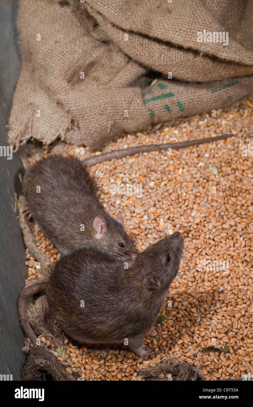 Ratti marrone (Rattus norvegicus). Vivo tra hessian grano insaccato. Foto Stock