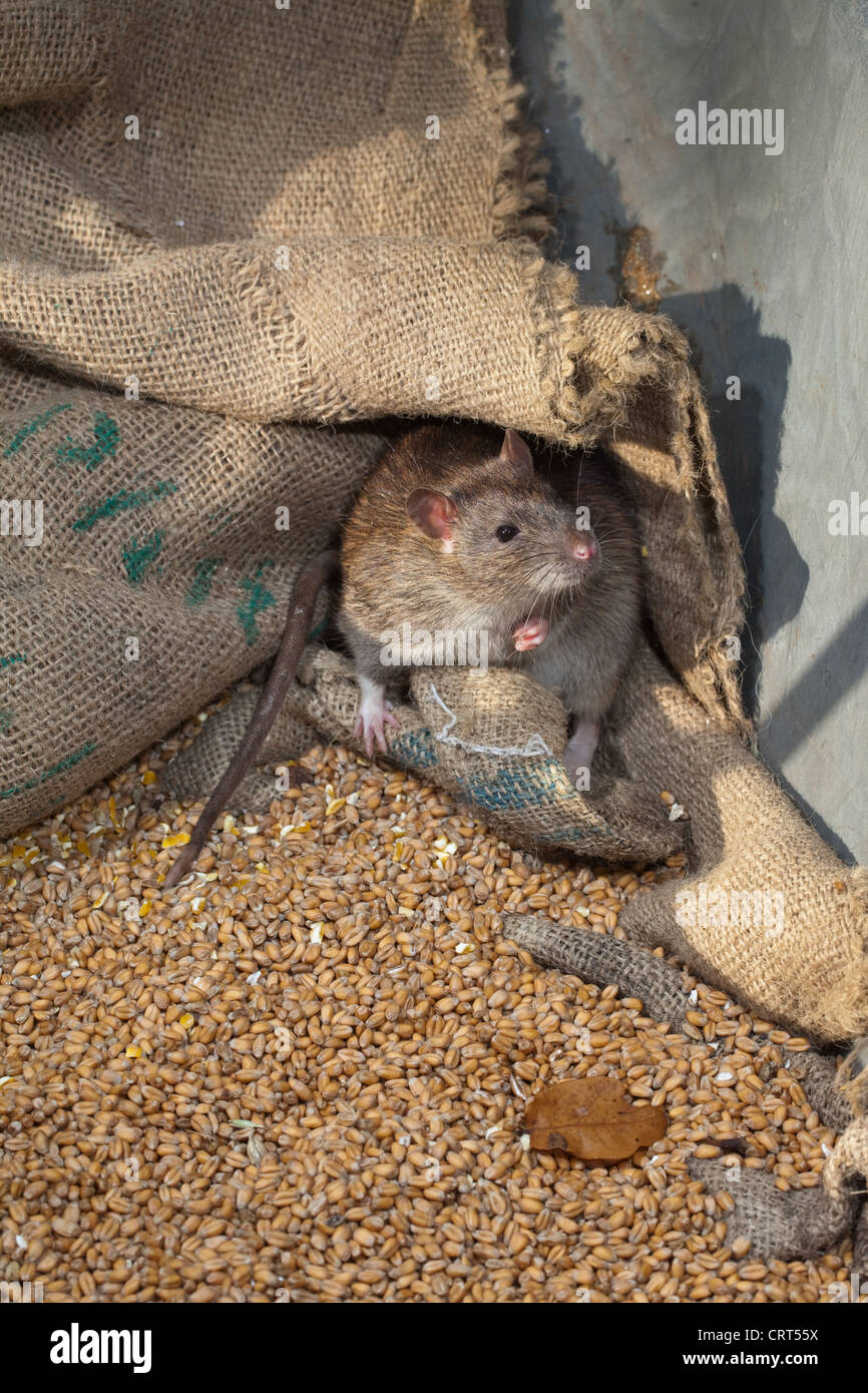 Marrone (Ratto Rattus norvegicus). Vivo tra hessian grano insaccato. Foto Stock