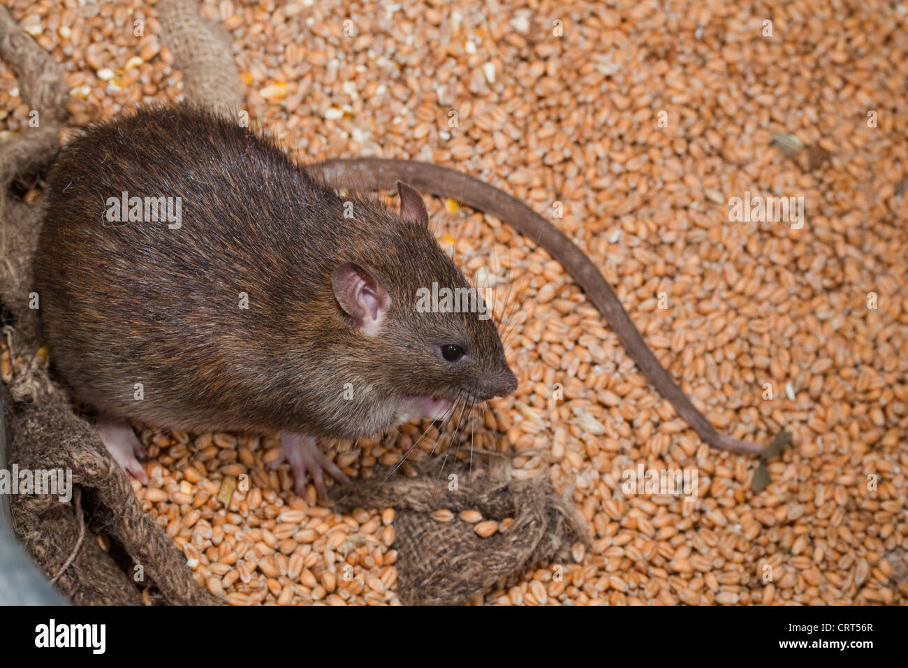 Marrone (Ratto Rattus norvegicus). Vivo tra hessian grano insaccato. Foto Stock