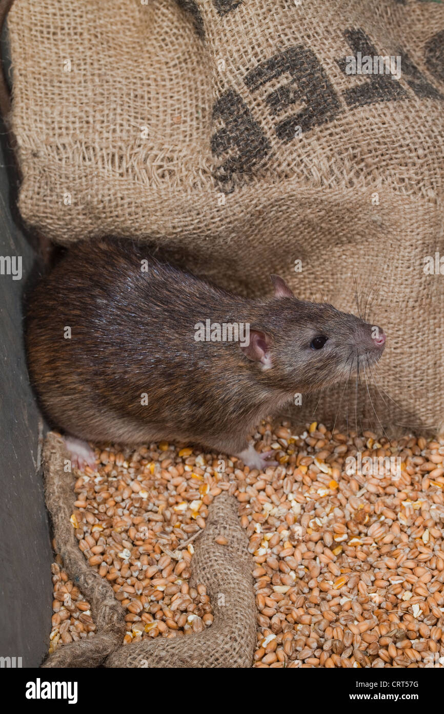 Marrone (Ratto Rattus norvegicus). Vivo tra hessian grano insaccato. Foto Stock